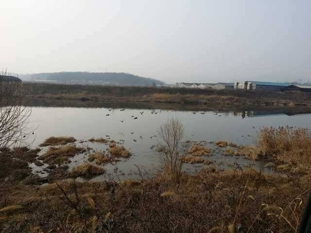 청미천 얼음 100 녹았습니다 (조황조행기 - 특파원조황)