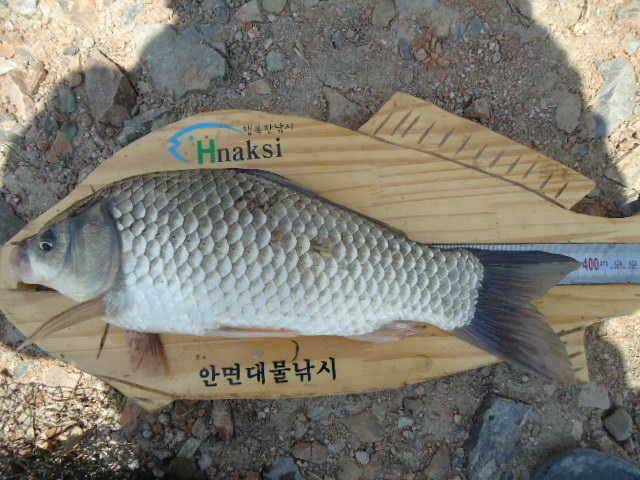 531 부남호 연휴 후유증과 주중 조황 안내 (조황조행기 - 특파원조황)