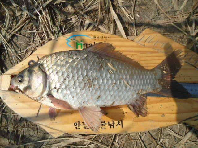 부남호 되살아난 조황 (조황조행기 - 특파원조황)
