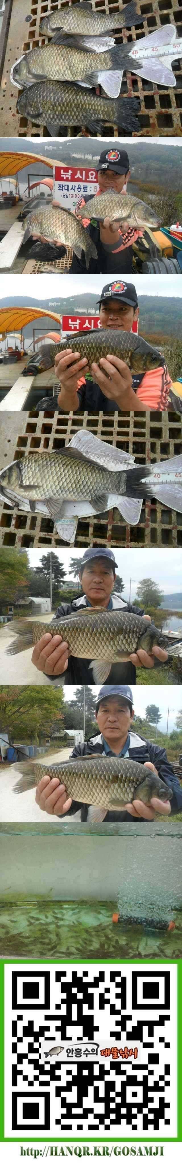 덕산지 42cm 대물의 모습 (조황조행기 - 특파원조황)