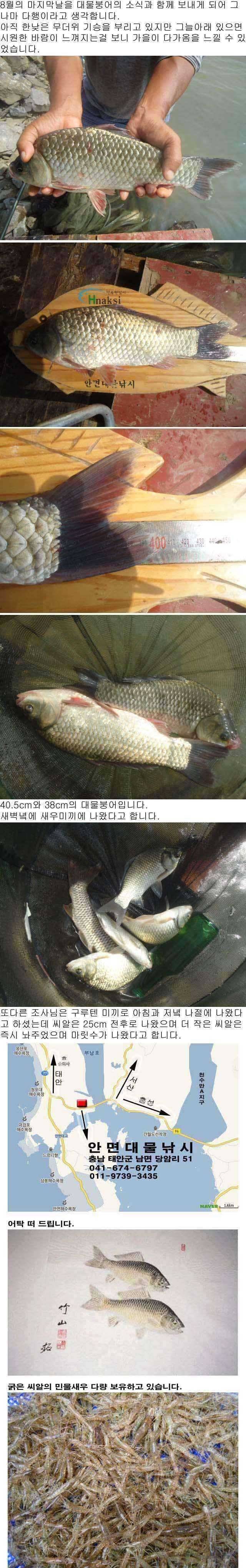 부남호 악조건 속에서 나온 대물붕어 소식 (조황조행기 - 특파원조황)