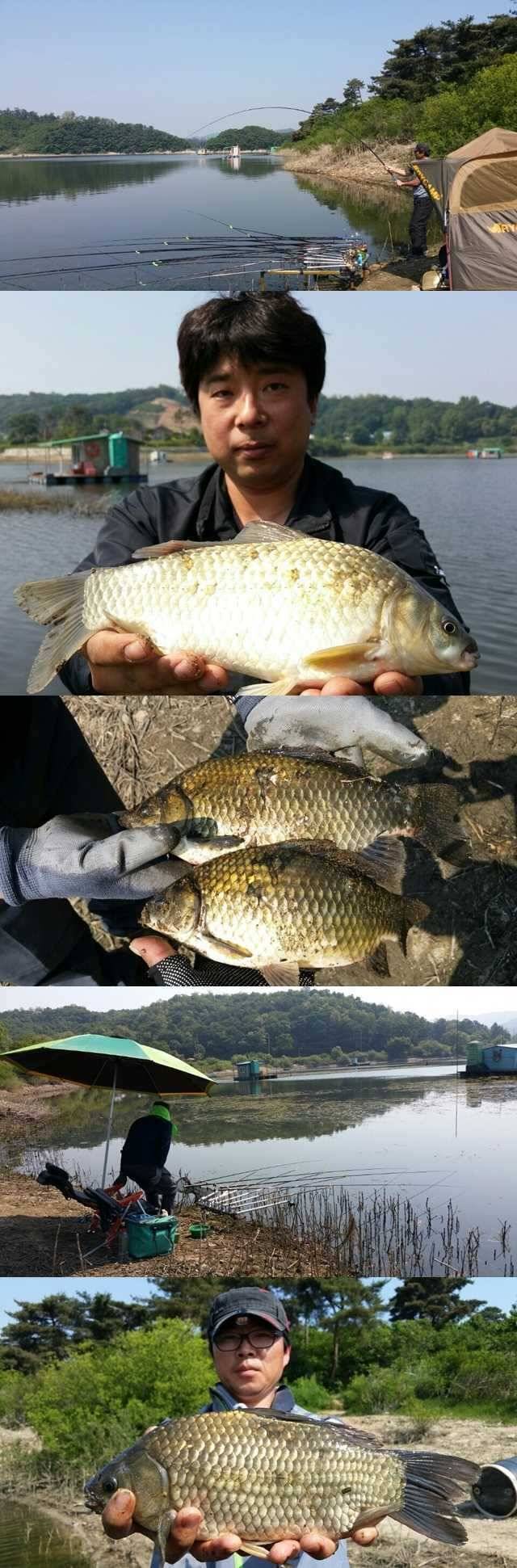 고삼지 5월 25일 노지조황 (조황조행기 - 특파원조황)