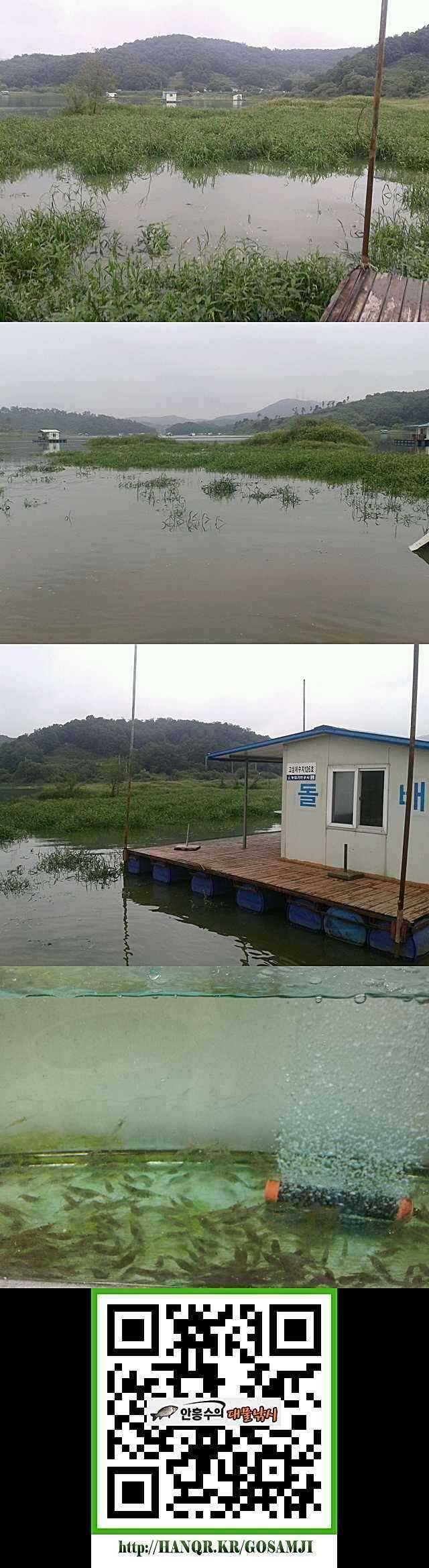 고삼지 오름수위와 함께 산란시작 (조황조행기 - 특파원조황)