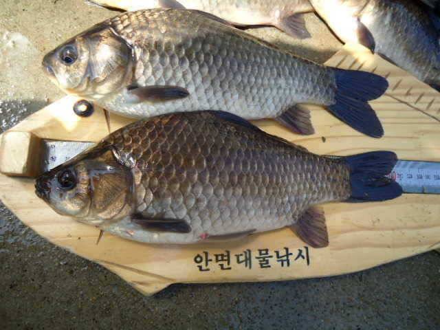 안면도권 저수지 및 수로 주말 조황 안내 (조황조행기 - 특파원조황)