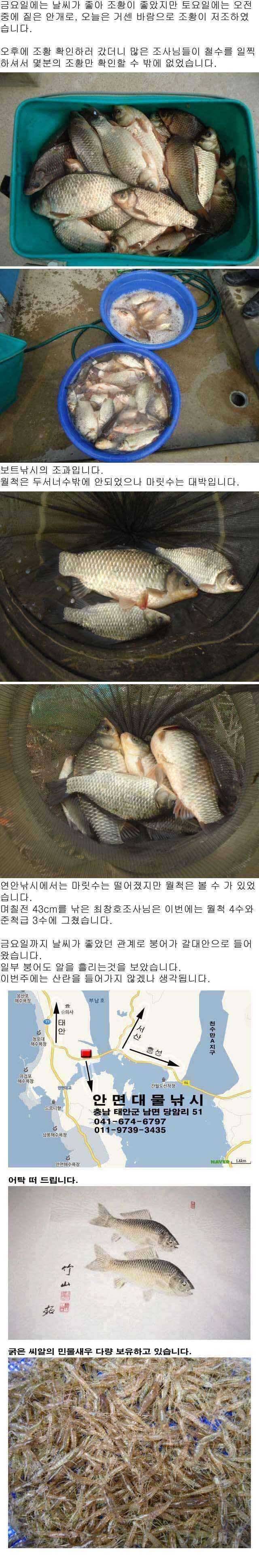 부남호 주말 조황 안내 (조황조행기 - 특파원조황)