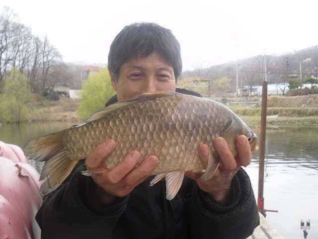 두창지 늠름한 4짜의 모습 (조황조행기 - 특파원조황)