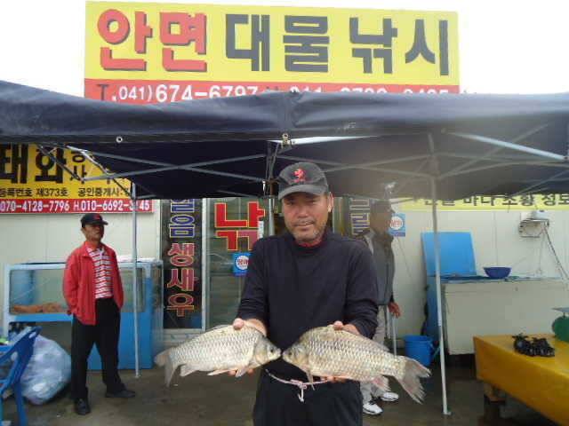 안면도권 저수지 및 수로 대물붕어 42cm 405cm (조황조행기 - 특파원조황)