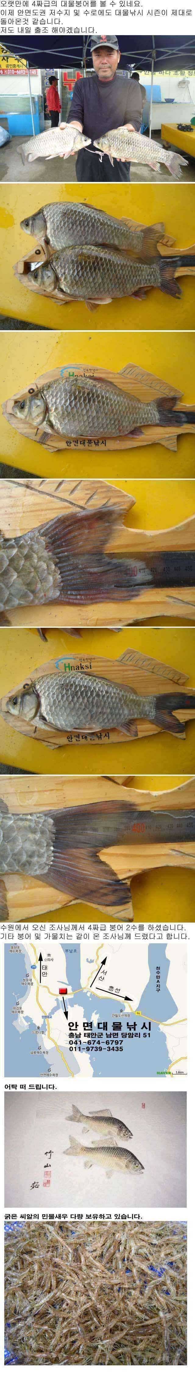 안면도권 저수지 및 수로 대물붕어 42cm 405cm (조황조행기 - 특파원조황)