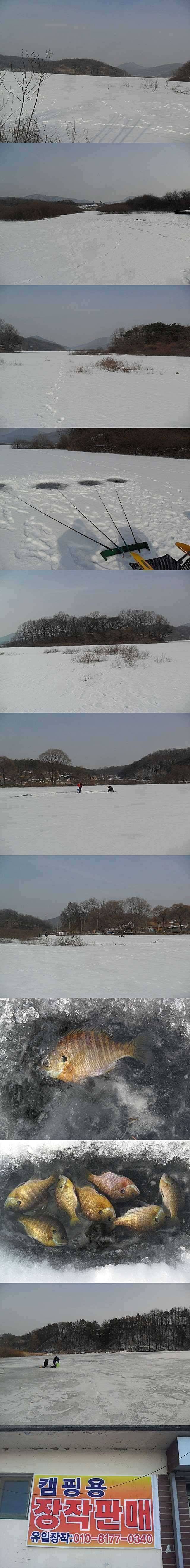 고삼지 씨알좋은 블루길들 (조황조행기 - 특파원조황)