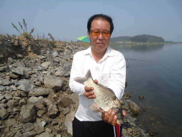 614 부남호 연일 쏟아져 나오는 4짜급 대물붕어와 마릿수 조황의 월척급 붕어 (조황조행기 - 특파원조황)