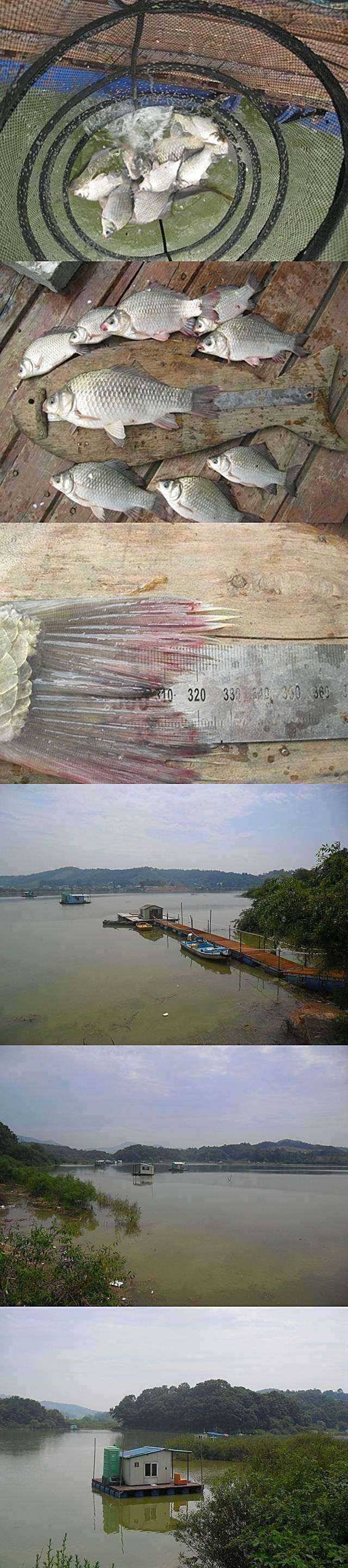 고삼지 붕어들이 서서히 (조황조행기 - 특파원조황)