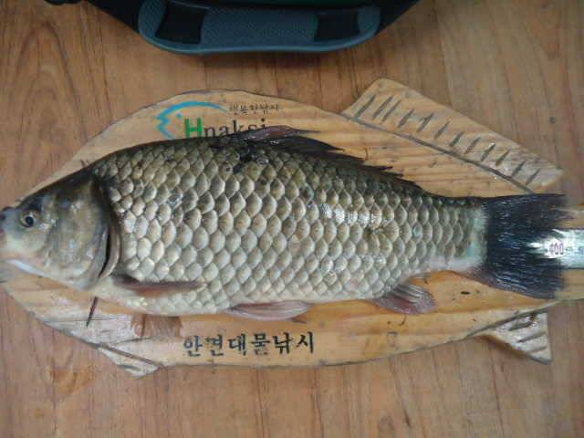 419 부남호 주중 조황 안내 (조황조행기 - 특파원조황)