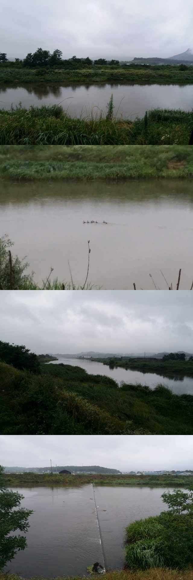 청미천토요일 새벽 모습입니다 (조황조행기 - 특파원조황)