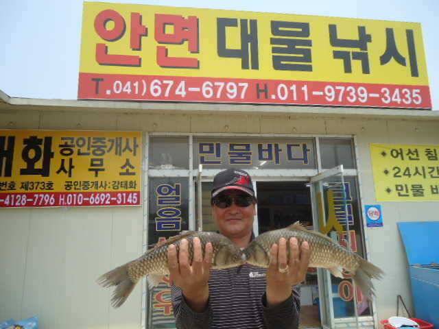 부남호 주중 조황 안내 (조황조행기 - 특파원조황)