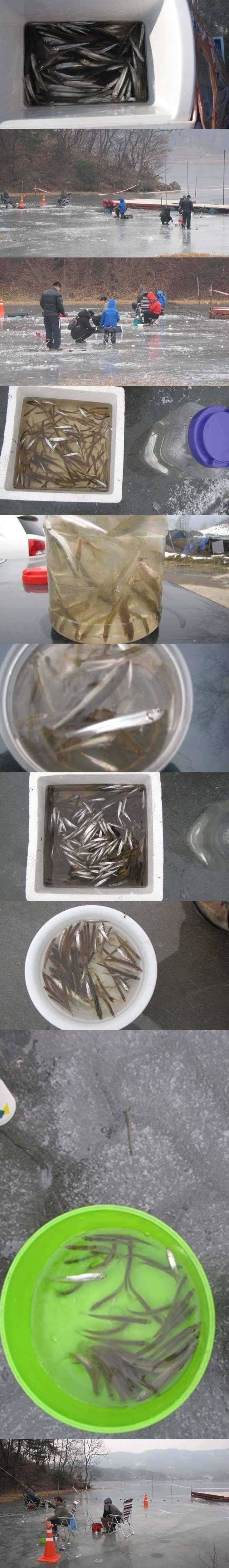 두창지 빙어는 역시 두창입니다 (조황조행기 - 특파원조황)
