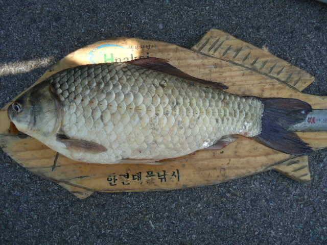 520 부남호 주말 조황 안내 (조황조행기 - 특파원조황)