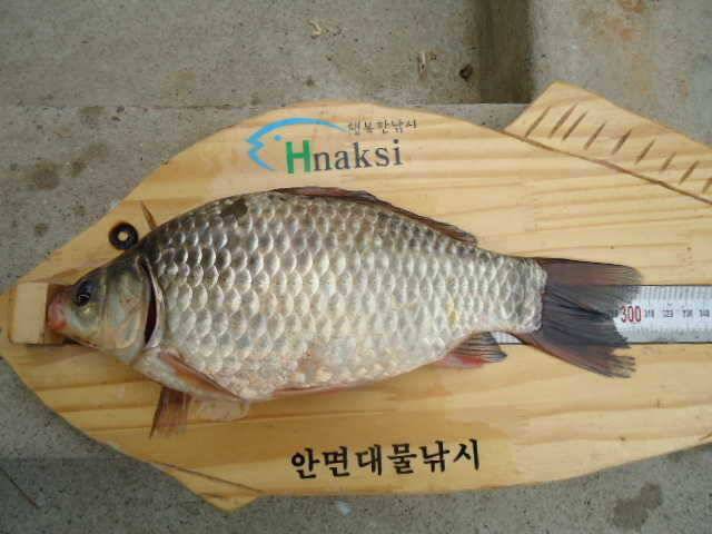 부남호 주말 조황 안내 (조황조행기 - 특파원조황)
