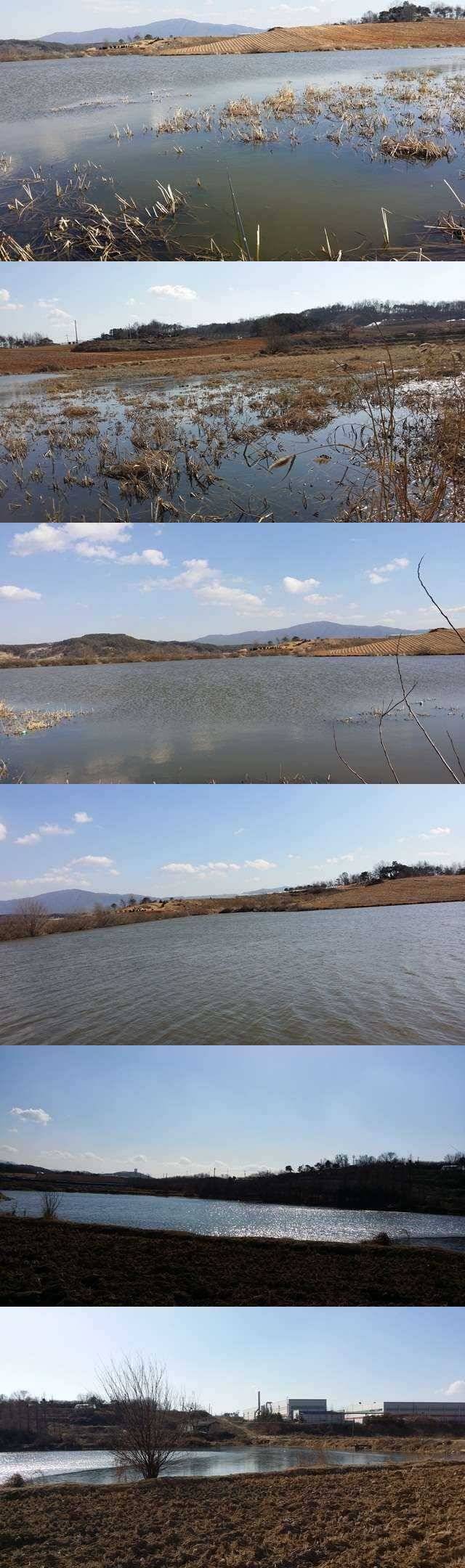 보촌시골지 물낚시 가능 (조황조행기 - 특파원조황)