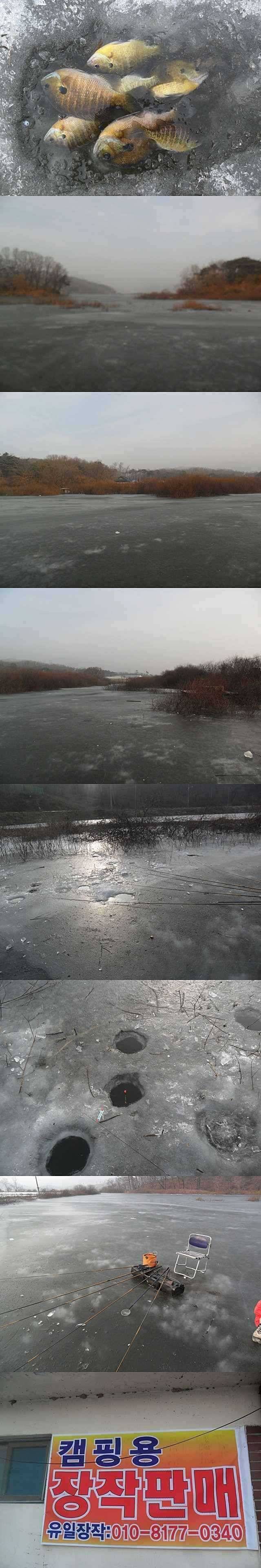 고삼지 블루길 입질 활발한 편입니다 (조황조행기 - 특파원조황)
