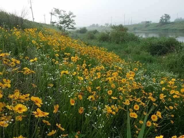 청미천 대물낚는 방법1편 (조황조행기 - 특파원조황)