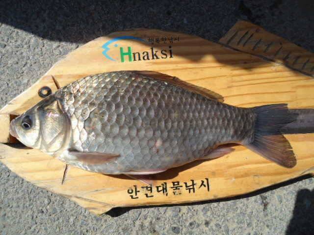 312 안면도권 저수지 및 수로 부남호 조황 안내 (조황조행기 - 특파원조황)
