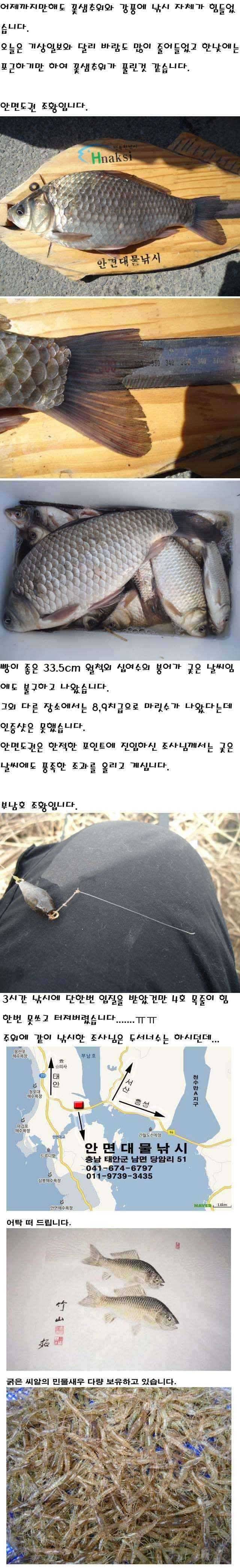 312 안면도권 저수지 및 수로 부남호 조황 안내 (조황조행기 - 특파원조황)