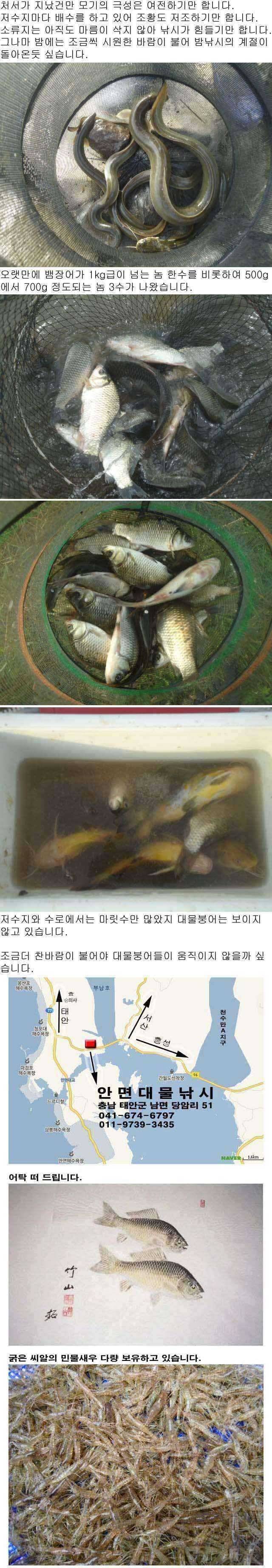 안면도권 저수지 및 수로 주말 조황 안내 (조황조행기 - 특파원조황)
