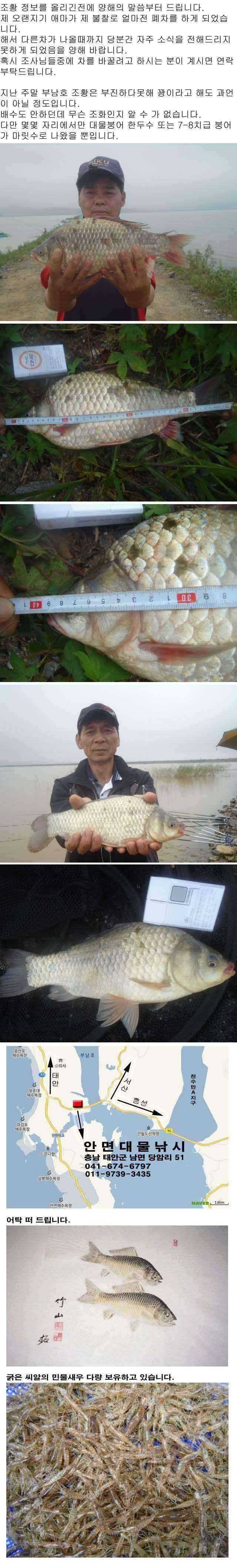 부남호 주말조황 안내 (조황조행기 - 특파원조황)