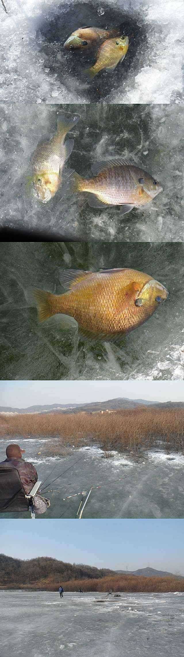 고삼지 빙질상태는 좋으나 (조황조행기 - 특파원조황)