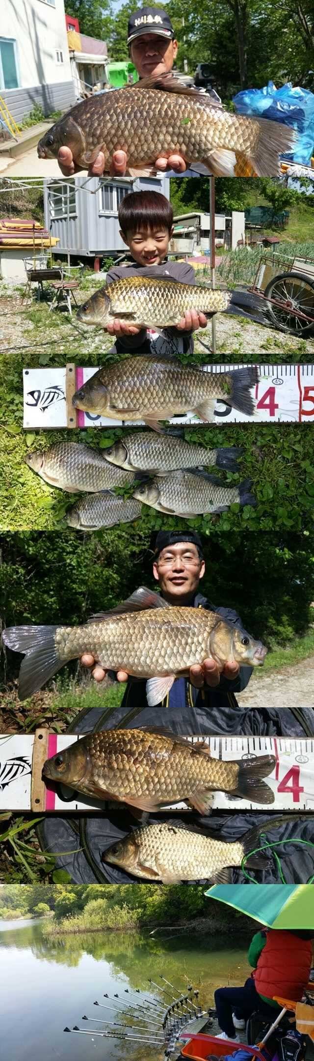 고삼지 그 다지 좋지 못한 조황입니다 (조황조행기 - 특파원조황)