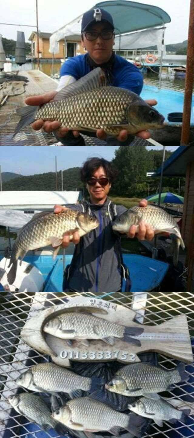 고삼지 오름수위중입니다 (조황조행기 - 특파원조황)