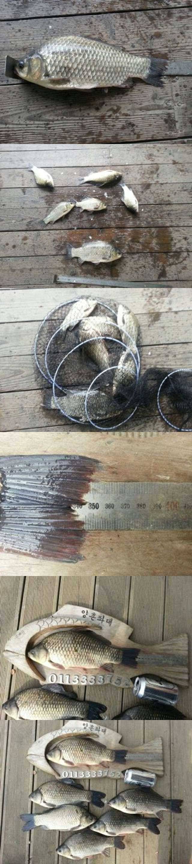 고삼지 살아나는 조황 (조황조행기 - 특파원조황)