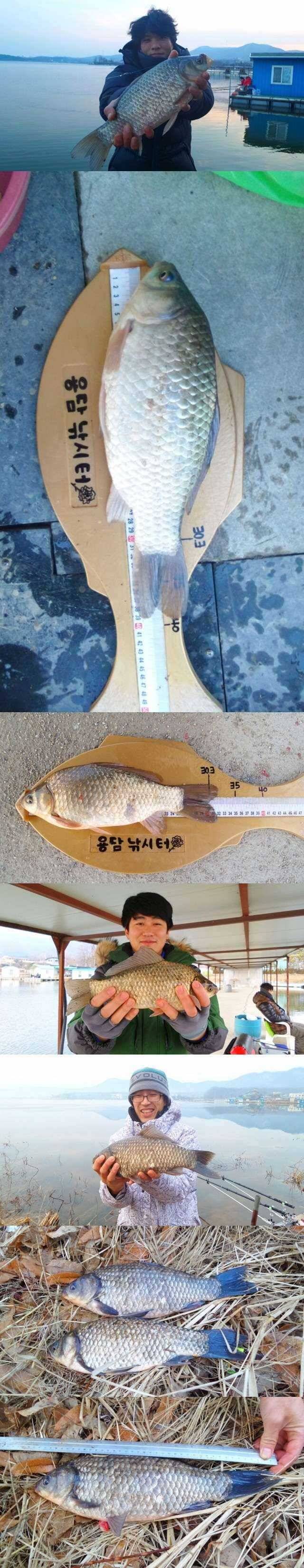 용담지 물낚시에서 덩어리들이 (조황조행기 - 특파원조황)