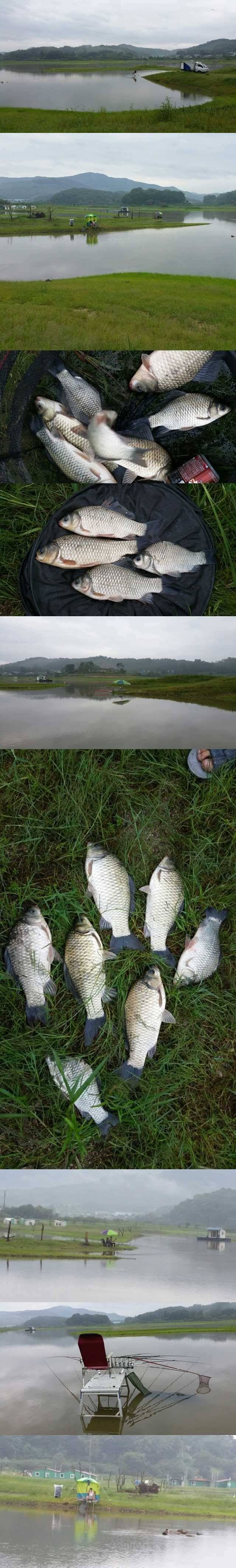 고삼지 노지에서의 조황입니다 (조황조행기 - 특파원조황)