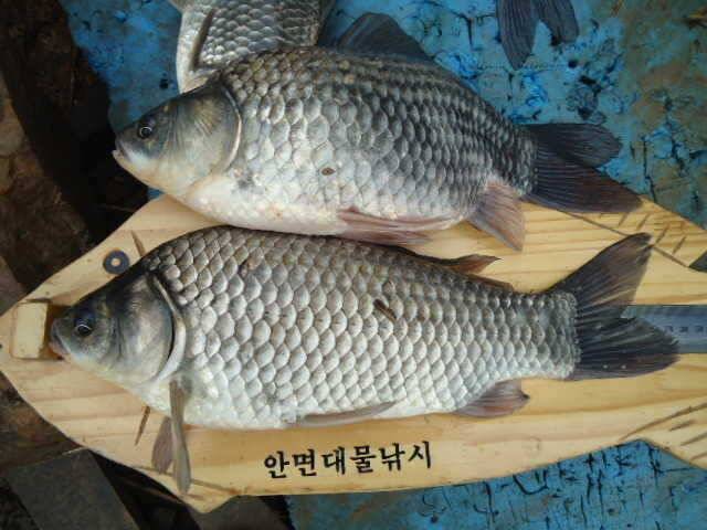 부남호 의지의 낚시꾼 (조황조행기 - 특파원조황)