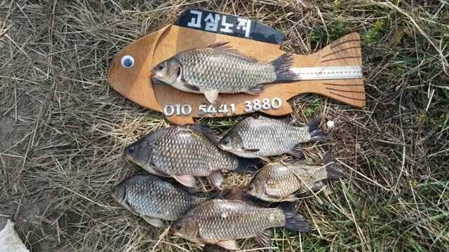 고삼지 3차 산란 (조황조행기 - 특파원조황)