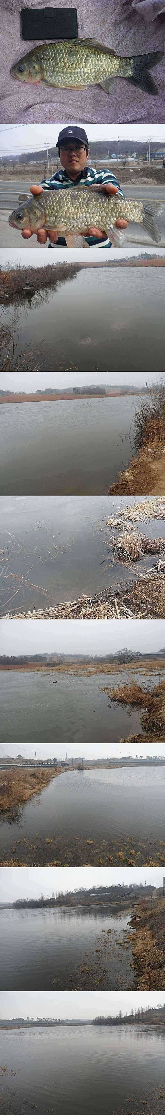 보촌시골지 물낚시 가능합니다 (조황조행기 - 특파원조황)