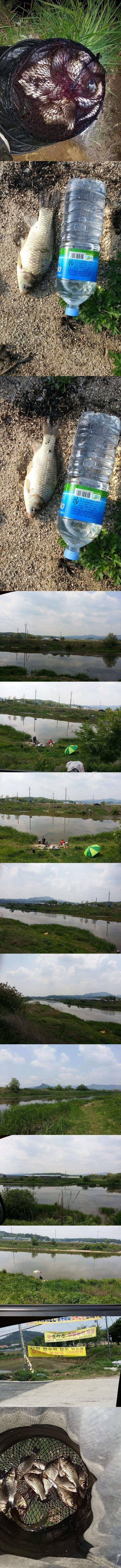 청미천 생미끼가 좋습니다 (조황조행기 - 특파원조황)