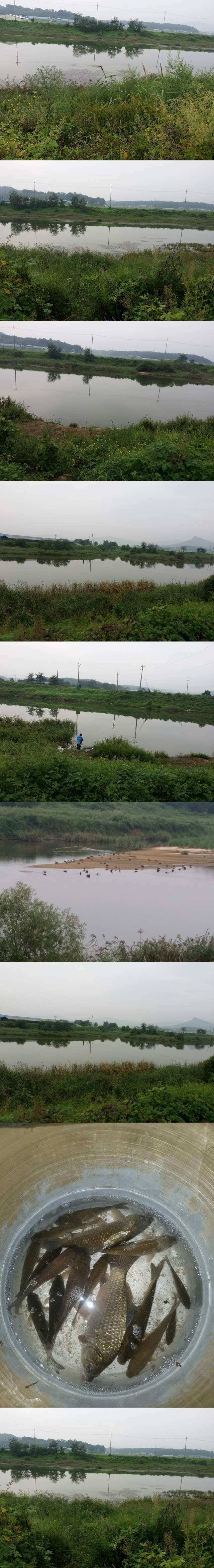 청미천수로 괜찮습니다 (조황조행기 - 특파원조황)
