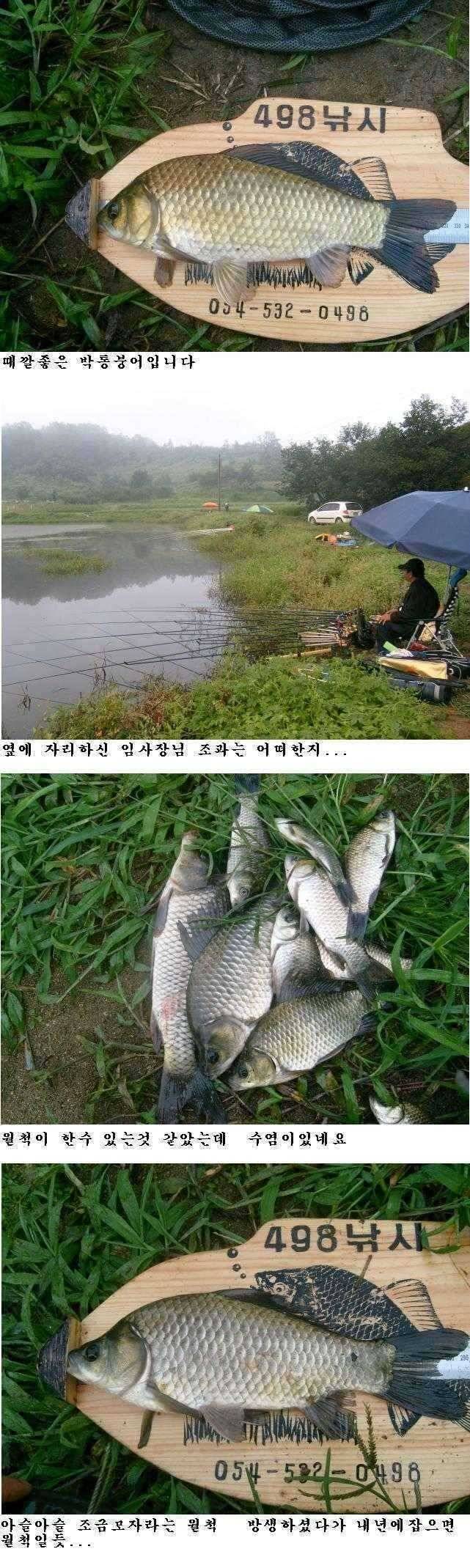 상주권 조황정보 (조황조행기 - 특파원조황)