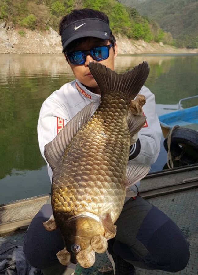 명서낚시터 45cm 대물붕어까지 대물붕어 조황 (조황조행기 - 특파원조황)