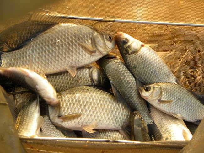 자인권 조황 삼천지 4짜와 주울지 준척손맛 (조황조행기 - 특파원조황)