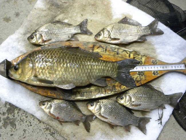 자인권 조황 삼천지 4짜와 주울지 준척손맛 (조황조행기 - 특파원조황)