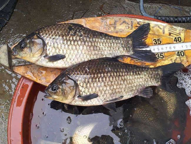 자인권 조황 삼천지 4짜와 주울지 준척손맛 (조황조행기 - 특파원조황)