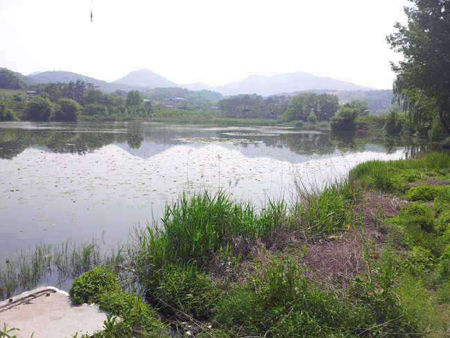 자인권연하지 율전지 월척 (조황조행기 - 특파원조황)