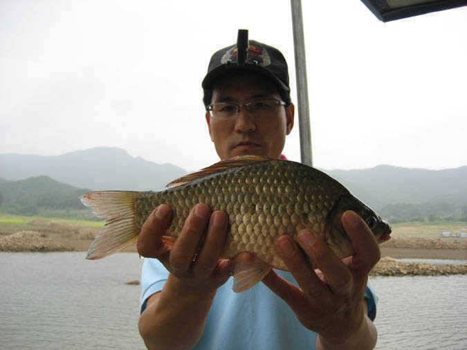 충주호 하천 솔낚시터 소식입니다 (조황조행기 - 특파원조황)
