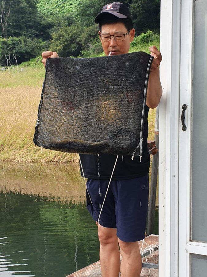 목벌낚시터 대물붕어와 살아나는 장어조황 명서낚시터4짜 대물붕어 소식입니다 (조황조행기 - 특파원조황)