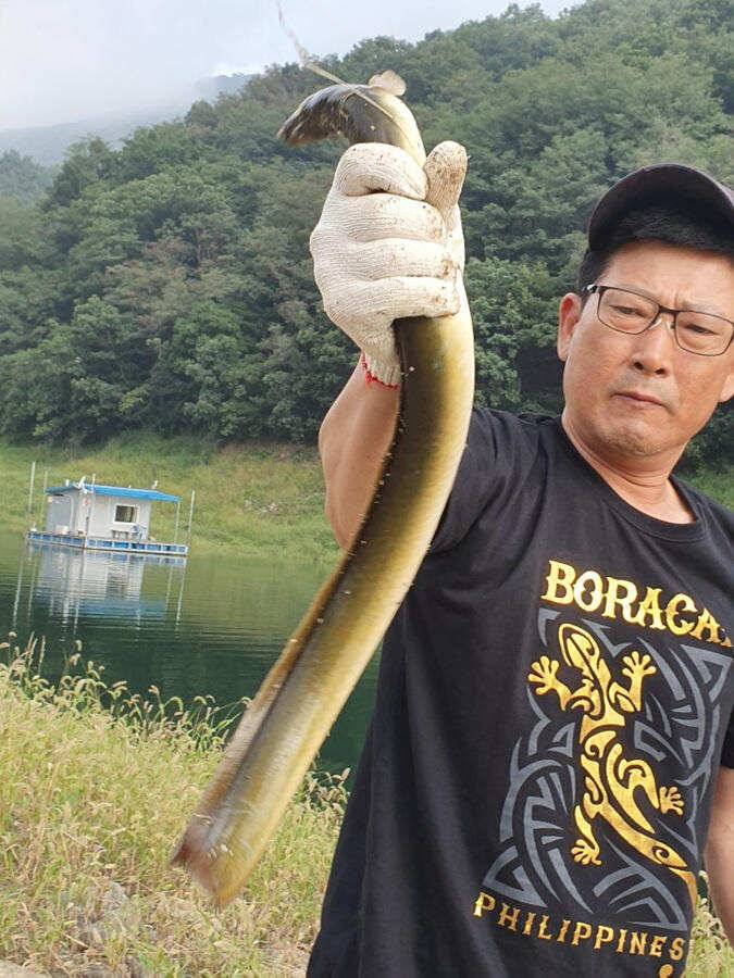 목벌낚시터 대물붕어와 살아나는 장어조황 명서낚시터4짜 대물붕어 소식입니다 (조황조행기 - 특파원조황)