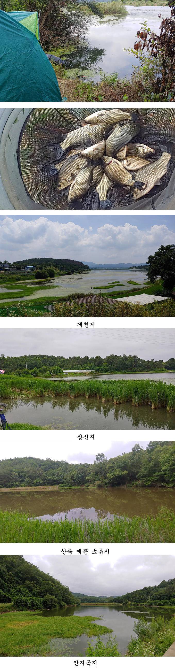 의성권 조황입니다 (조황조행기 - 특파원조황)