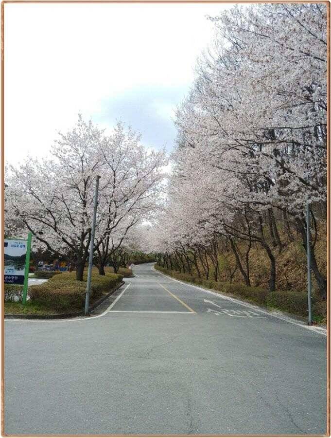 진위천 조황 소식 (조황조행기 - 특파원조황)